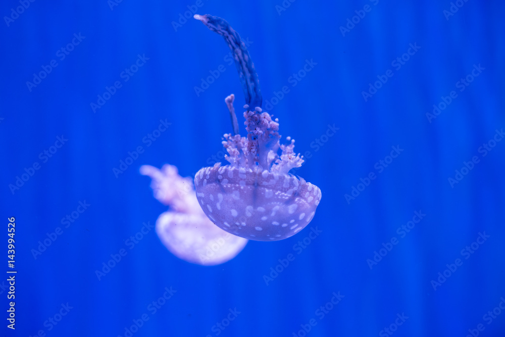 jellyfish with blue background