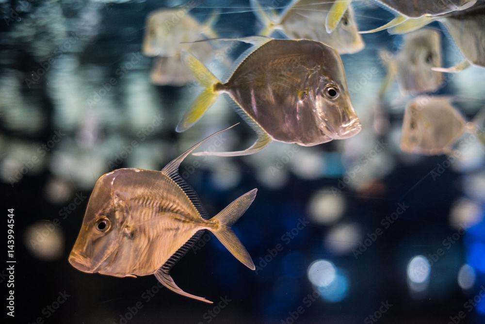 fish swimming