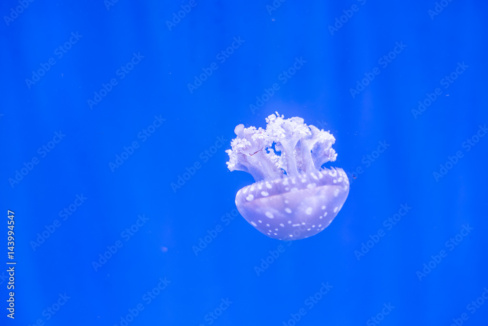 jellyfish with blue background