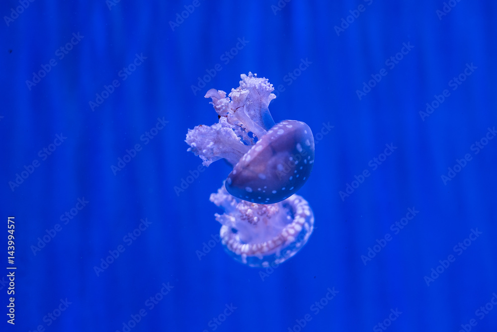 jellyfish with blue background