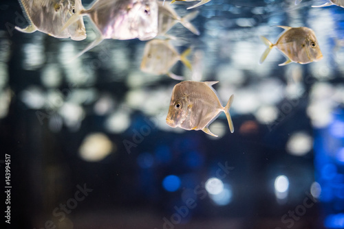 fish swimming