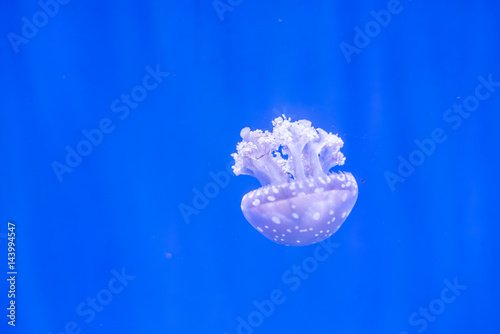 Obraz na płótnie jellyfish with blue background w salonie
