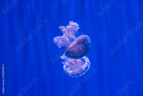 Obraz na płótnie jellyfish with blue background w salonie