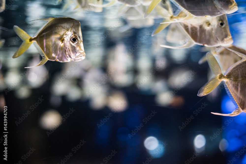 fish