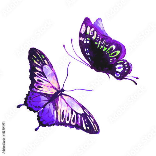 violet butterfly,watercolor, isolated on a white © aboard