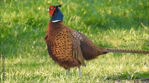 Wallpaper Mural Fasan Torontodigital.ca