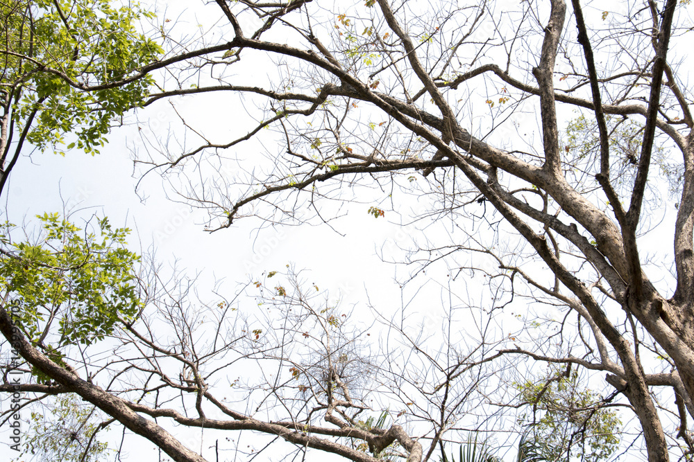 branch of tree,brown color of treetop,isolated on white branch of tree,brown color of treetop,isolated on white