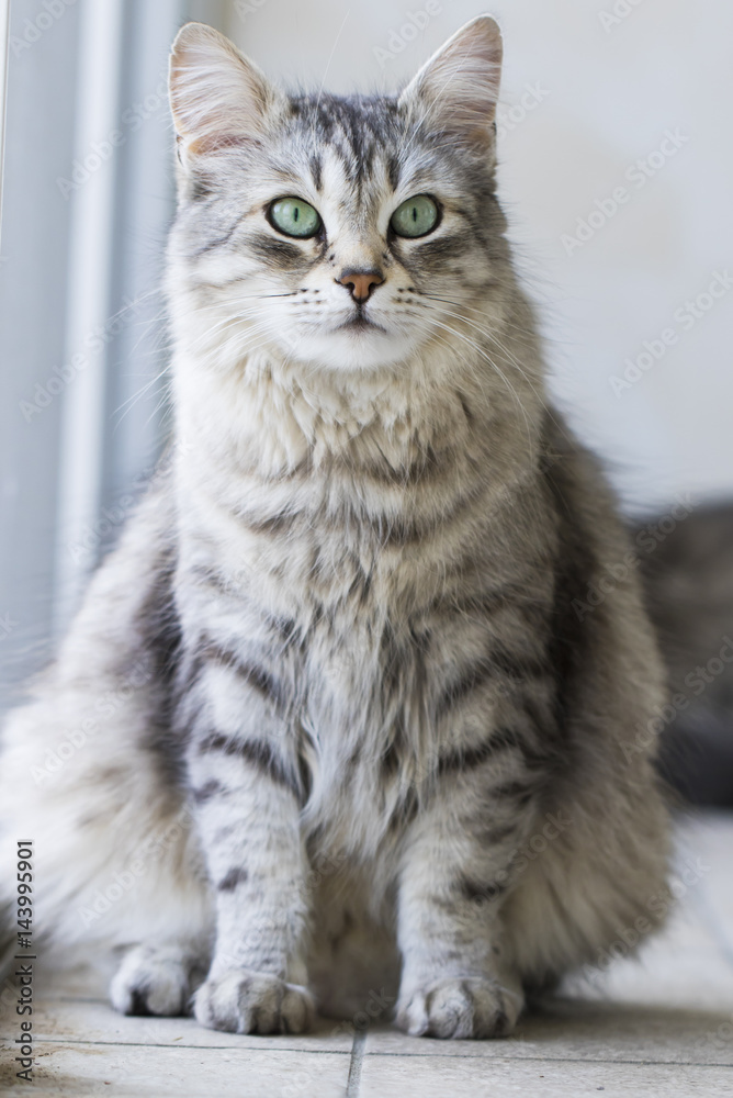 cat sitting in the garden, silver siberian