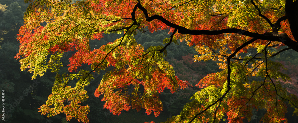 Foliage in Japan Foliage in Japan