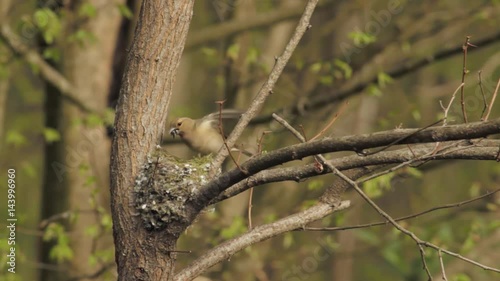 Wallpaper Mural A bird (common chaffinch) building its nest among tree branches Torontodigital.ca