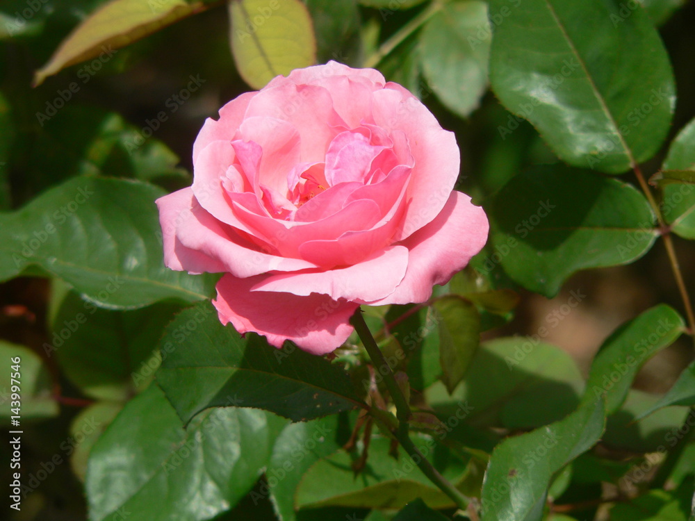 Rose Rose