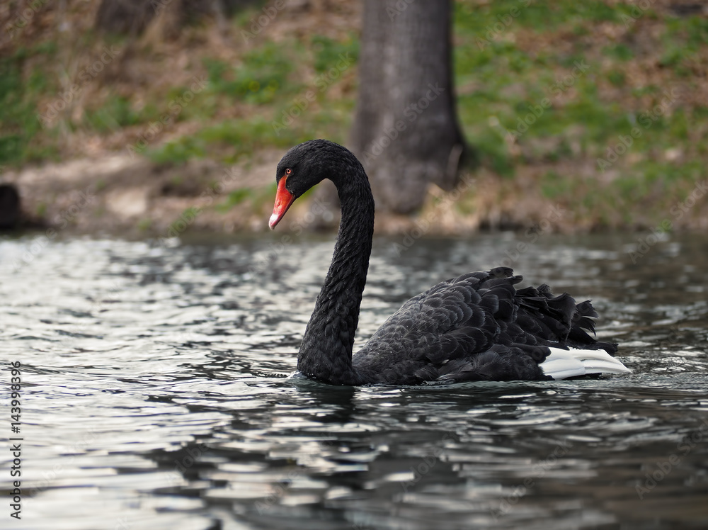 Fototapeta premium Black swan at the dark lake sweaming slowly