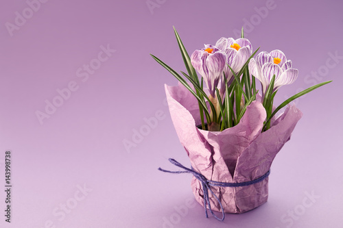 Flower pot with crocuses on purple background, copyspace