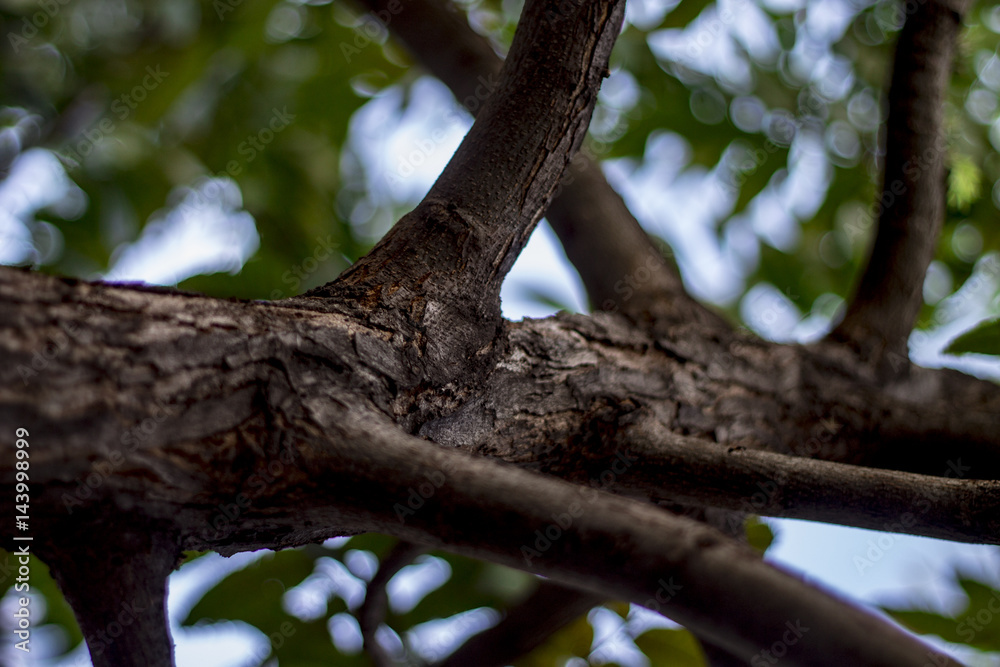 Arbol tronquito