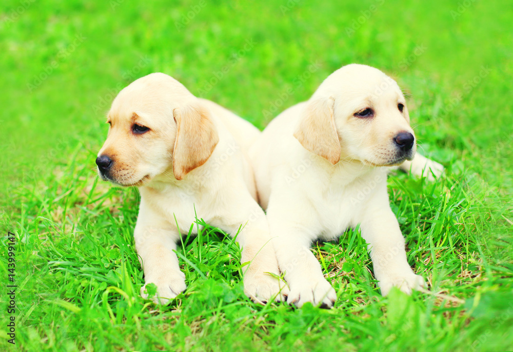 Cute two puppies dogs Labrador Retriever are lying together on the grass Cute two puppies dogs Labrador Retriever are lying together on the grass