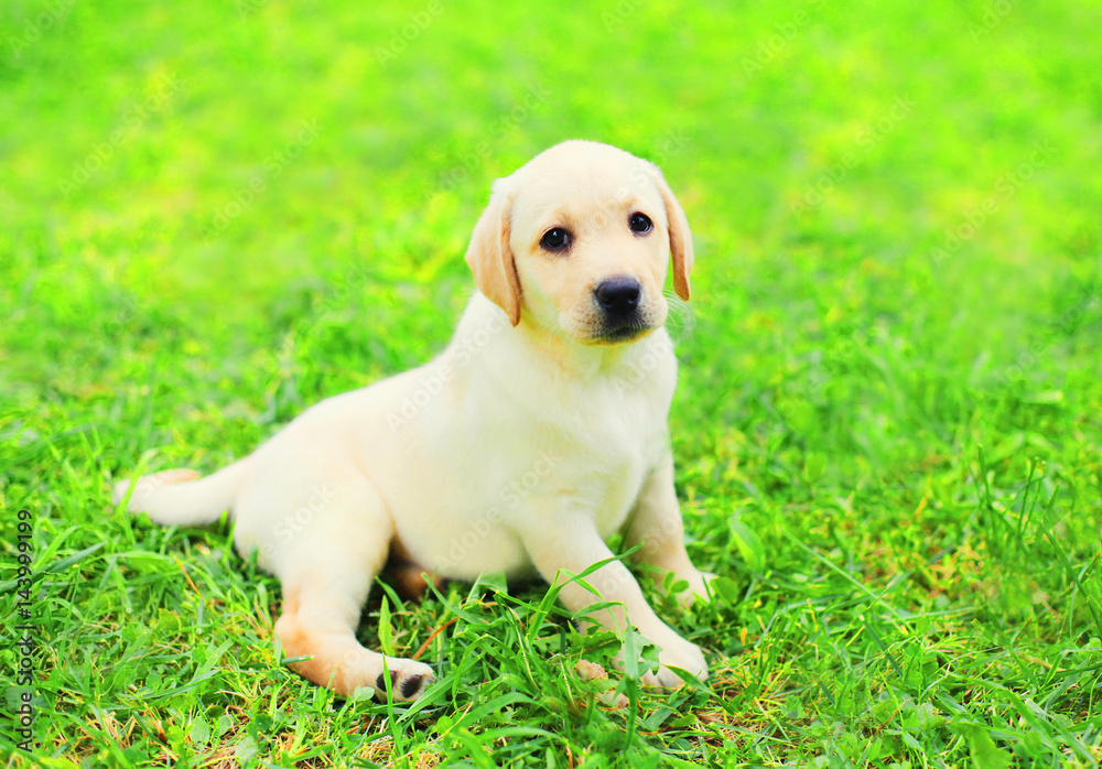 Dog puppy Labrador Retriever is lying resting on the grass in summer day