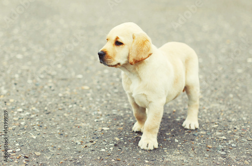 Cute dog puppy Labrador Retriever on the street pavement
