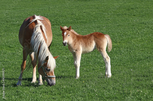 Fototapeta Naklejka Na Ścianę i Meble -  Kleines Haflinger-Fohlen mit Mutter
