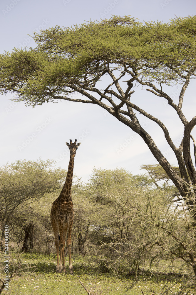 Fototapeta premium Standing giraffe in Serengeti, Tanzania