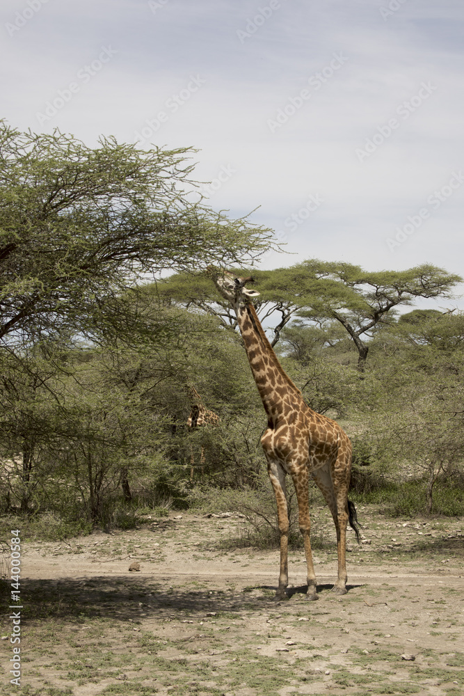 Obraz premium Giraffe feeding in Serengeti, Tanzania