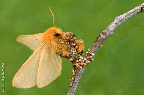 Close up of lemonia taraxaci sitting with eggs on twig photo