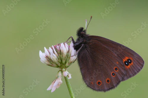 Erebia medusa, Parco Antola, Vobbia, Italy photo