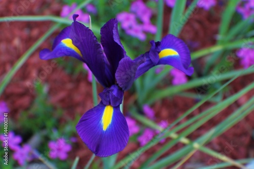 Japanese Iris purple 1 photo