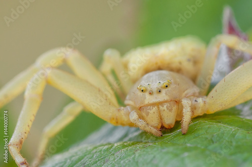 Thomisus onustus, Piedmont, Italy photo