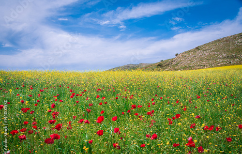A field of poppies, and other colorful plants at spring, Crete, Greece.