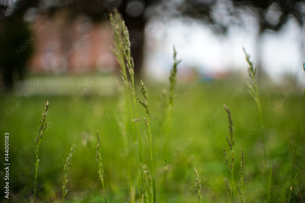 Green Grass Field with Blurred Background Green Grass Field with Blurred Background