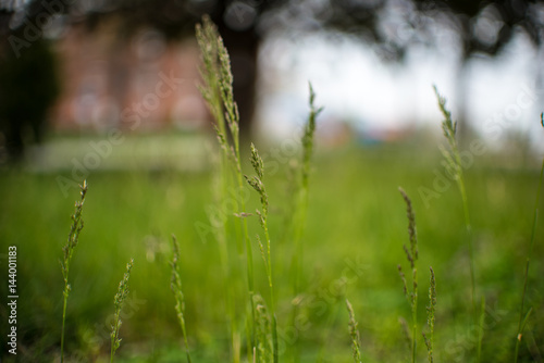 Green Grass Field with Blurred Background 