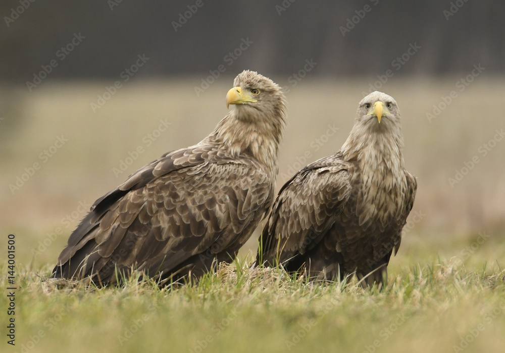 White tailed eagles (Halieetus albicilla) White tailed eagles (Halieetus albicilla)