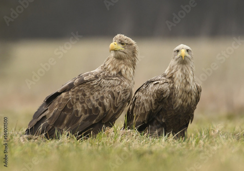 White tailed eagles  Halieetus albicilla 