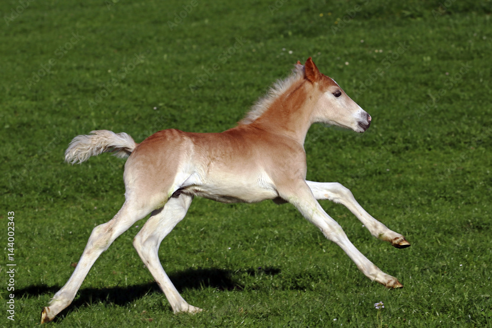 Ein kleines Haflinger-Fohlen galoppiert über die Weide Ein kleines Haflinger-Fohlen galoppiert über die Weide