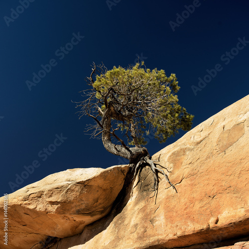 Utah Juniper photo