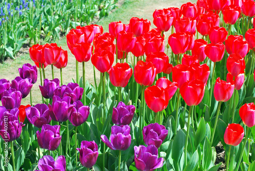 Colorful flower tulips blooming in Amsterdam, Netherlands.