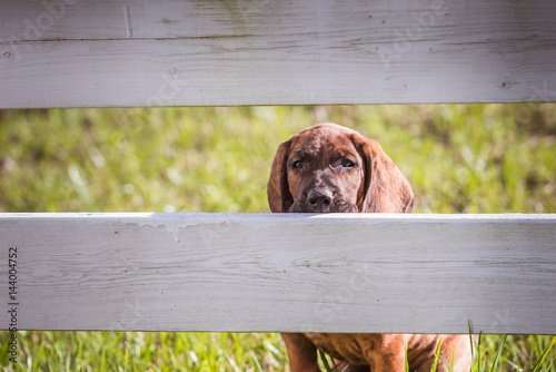Fényképezés Hanoverian hound peeking through rails of a fence