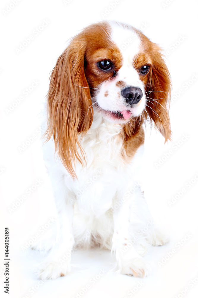 Cavalier dog puppy in studio. King charles spaniel photography. Trained pets. Cute dogs. Cavalier dog puppy in studio. King charles spaniel photography. Trained pets. Cute dogs.