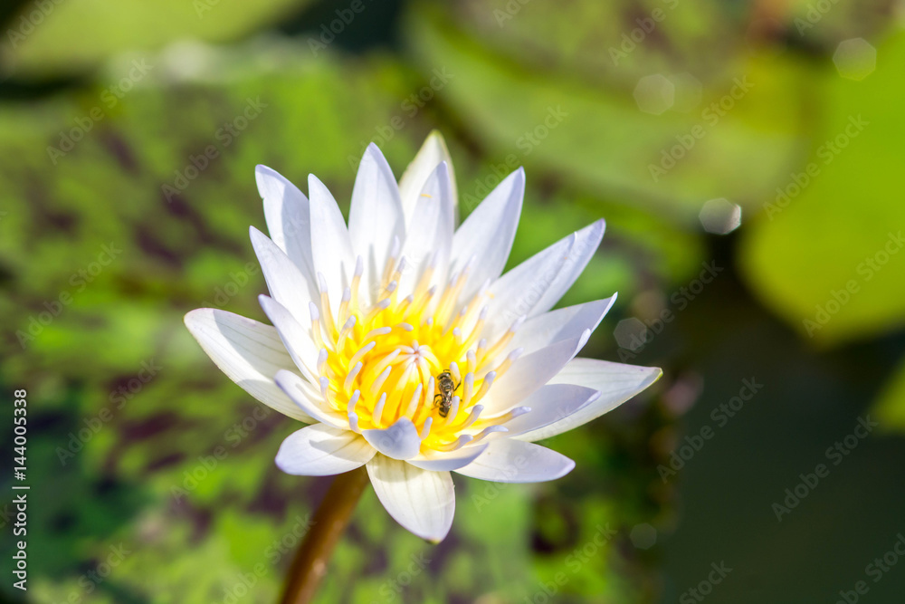 white waterlilly in pond white waterlilly in pond