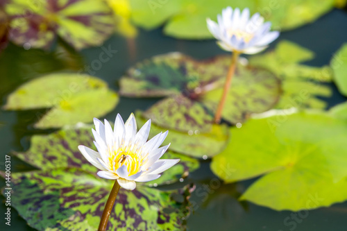 white waterlilly in pond