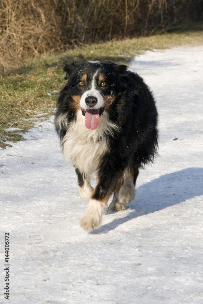 chien qui court sur la neige