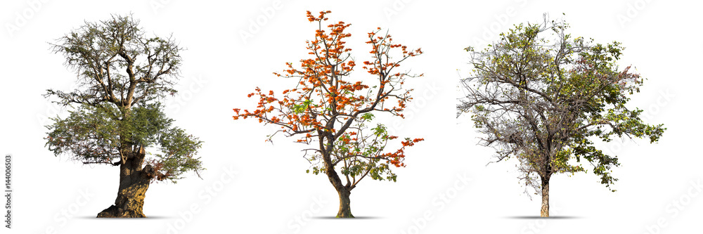 Big Tree isolated on a white background, Can be used a tree for part assembly to your designs or images. Big Tree isolated on a white background, Can be used a tree for part assembly to your designs or images.