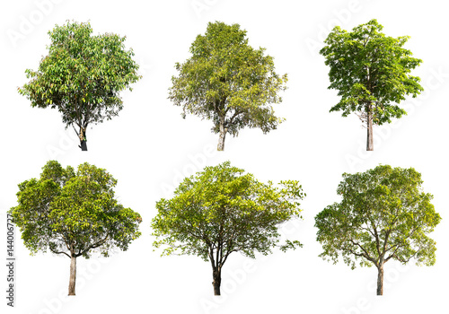 Collection of Tree isolated on a white background  Can be used a tree for part assembly to your designs or images.