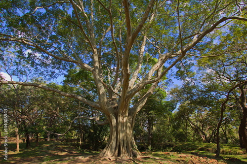 Baum im historischen Zentrum von Polonnaruwa 