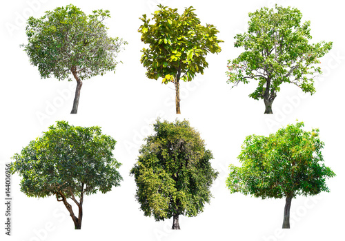 Collection of Tree isolated on a white background  Can be used a tree for part assembly to your designs or images.