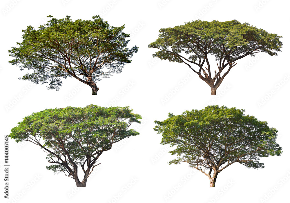 Photo &amp; Art Print Big Tree isolated on a white background, Can be used a tree for part assembly ...
