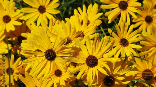Up close of bright yellow summer flowers