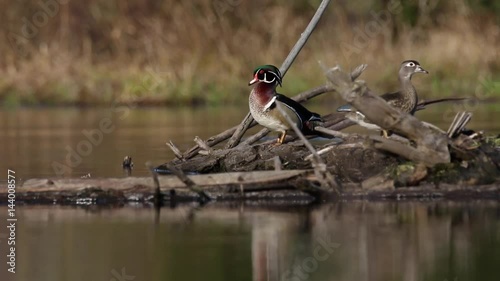 Relaxing Wood Duck