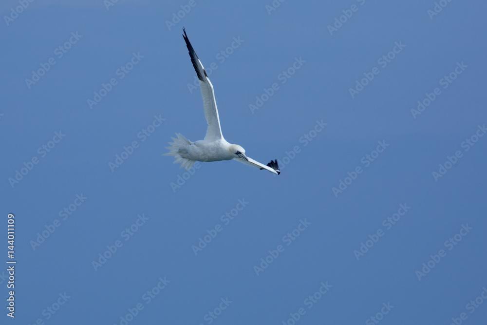Obraz premium Northern gannet soars over mouth of the Delaware River.