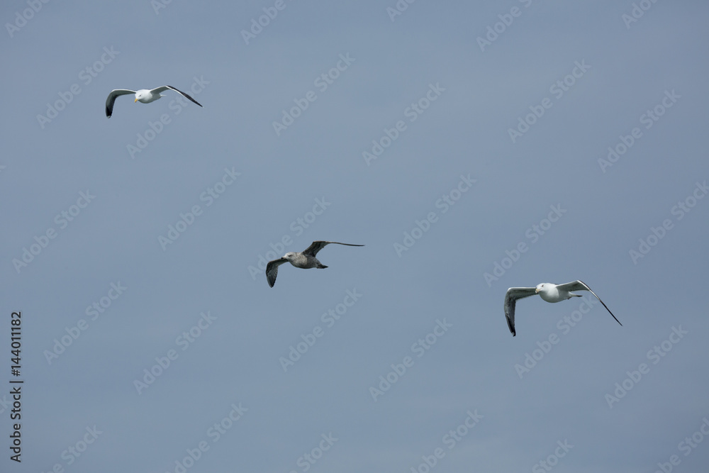 Fototapeta premium Seagulls soar over mouth of the Delaware River.